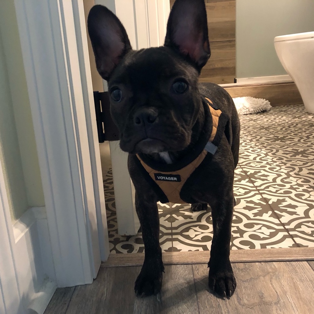 Small Fleece-Lined Dog Harness
